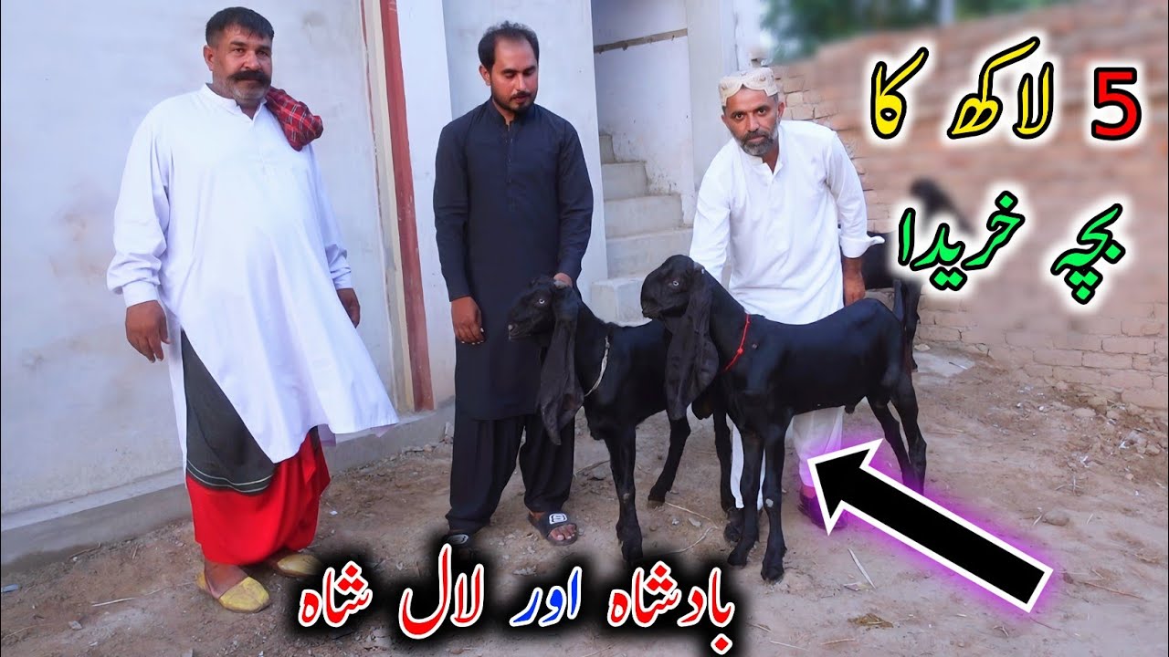 Top Line Breeding Bucks Collection Of Najam Bhai || Goats In Sargodha
