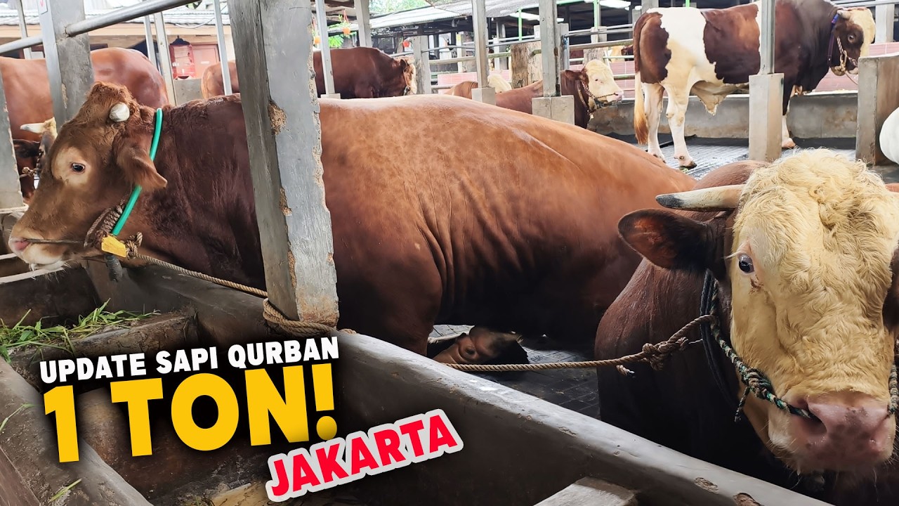 Kandang Sapi tersembunyi Di Jakarta, Sapi kurabn jumbo laris manis, Tinggal 4 Ekor Sapi  Lagi