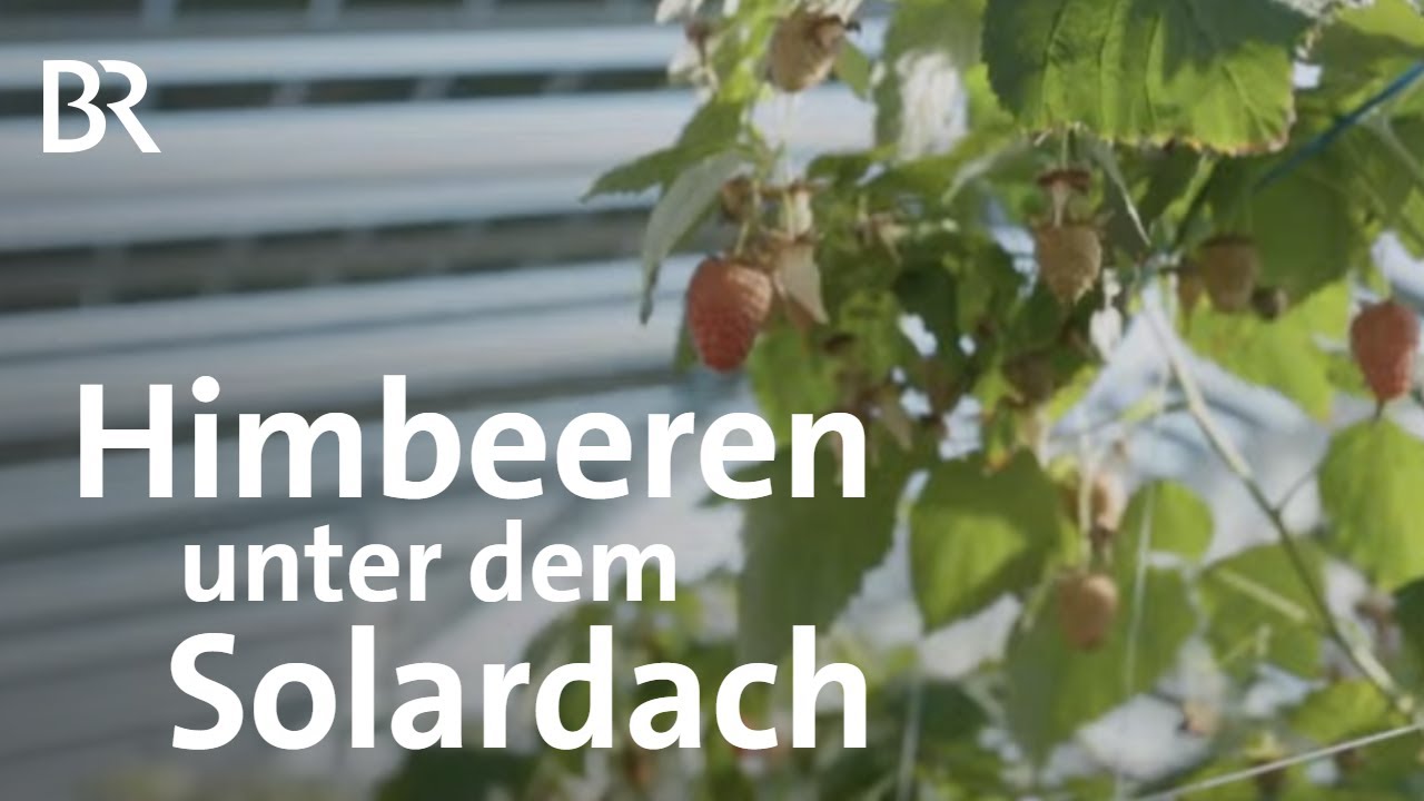 Solardach statt Folie I Agri-PV: Landwirtschaft & Nachhaltigkeit | Gute Nachrichten vom Planeten |BR
