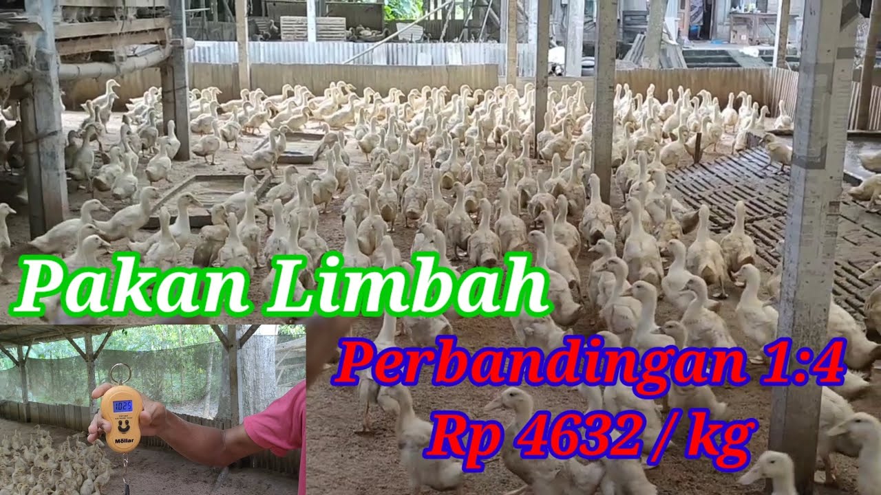 Pakan Bebek Pedaging 1:4 Dengan Bahan Dasar Limbah #peternakan #duck #limbah