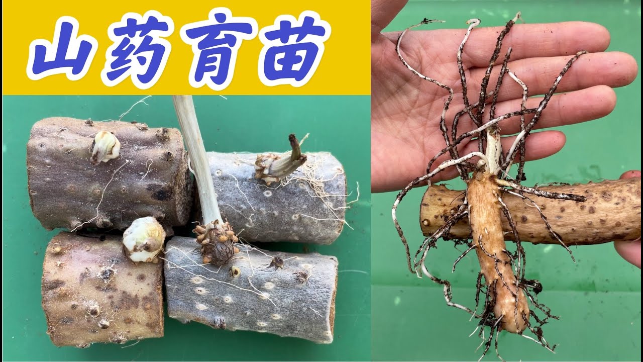 山药节育苗-个案分析。#山药种植系列  点击CC观看字幕。