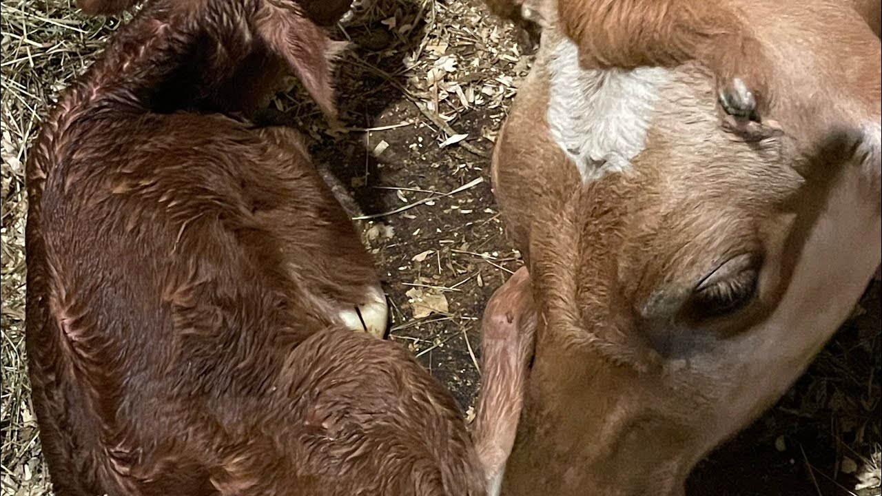 Jersey Calf Birth