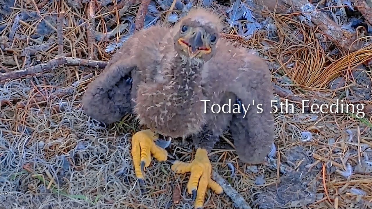 #234🦅NE32🐥26° & NE33🐥24°／NEFL 2025-2026／Gabby💗Beau／by American Eagle Foundation