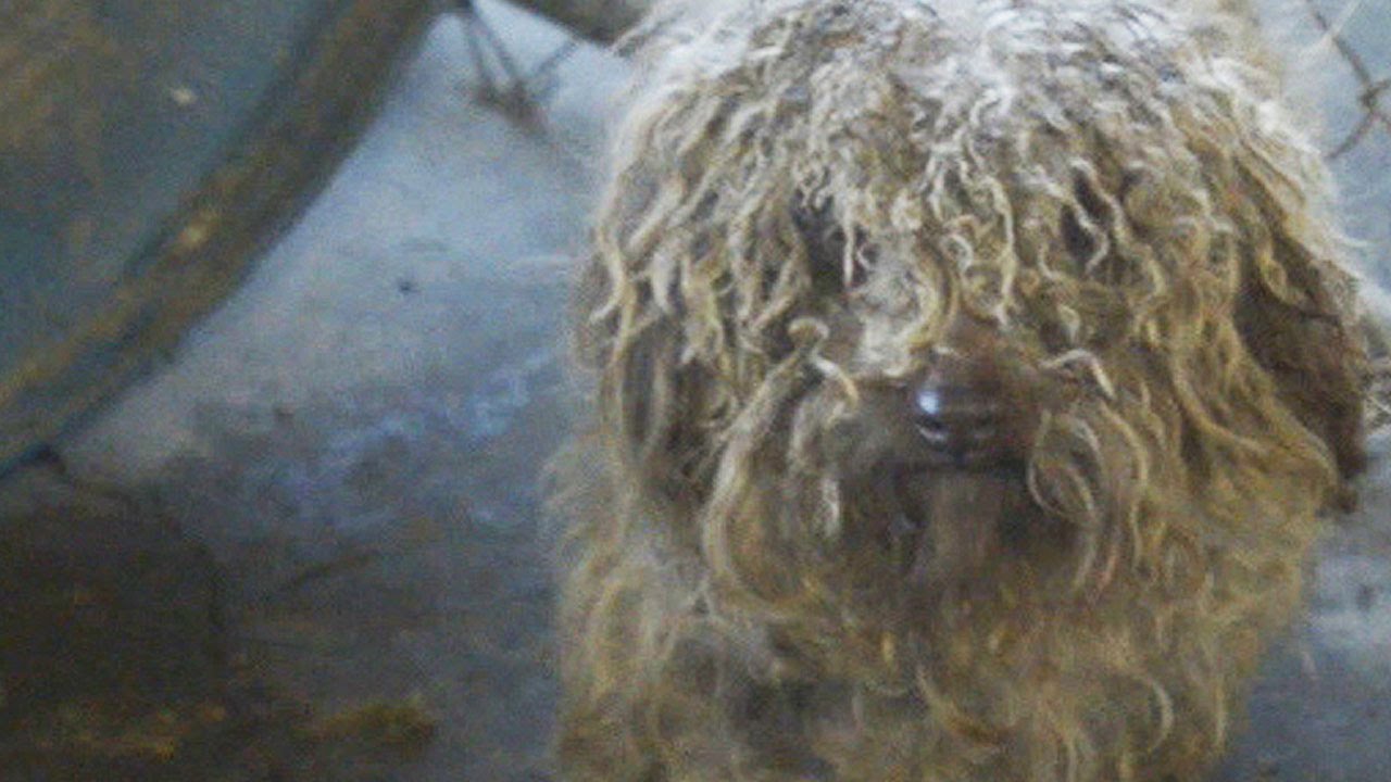 A New Life for All Animals – The HSUS’s Life-Changing Work