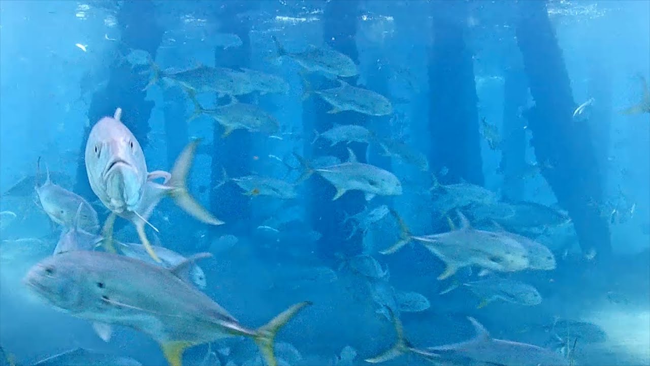 Jack Attack! – May 2023 Fish Recap