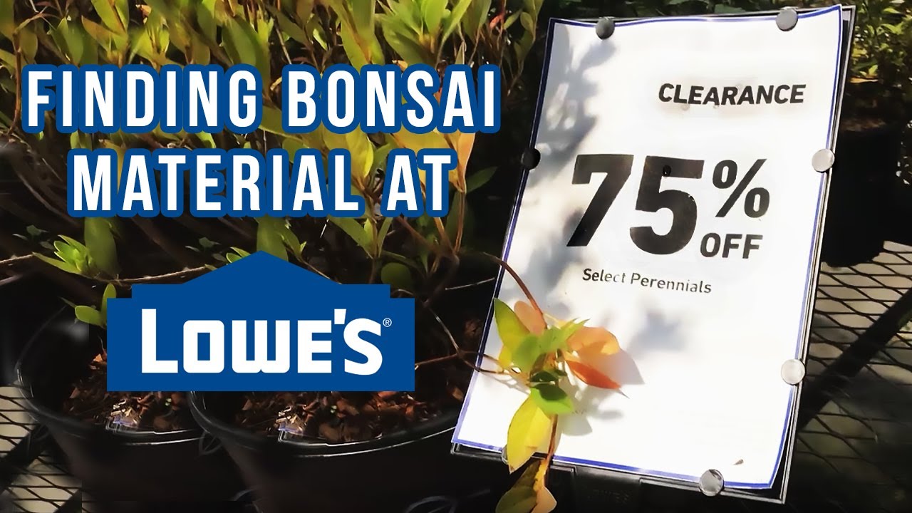 Late Season Search for Pre Bonsai Trees at Lowe's - October Tree Hunt