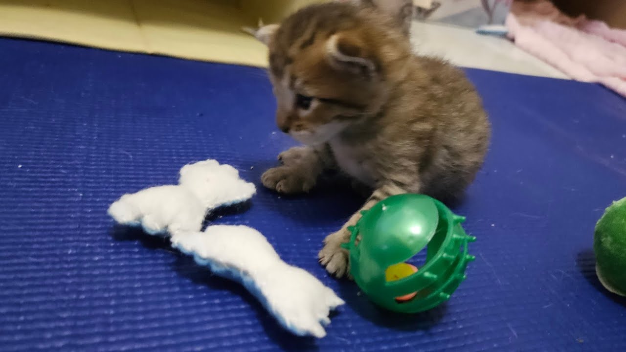 Kittens Begin To Explore The Room (And Their Senses) 😻