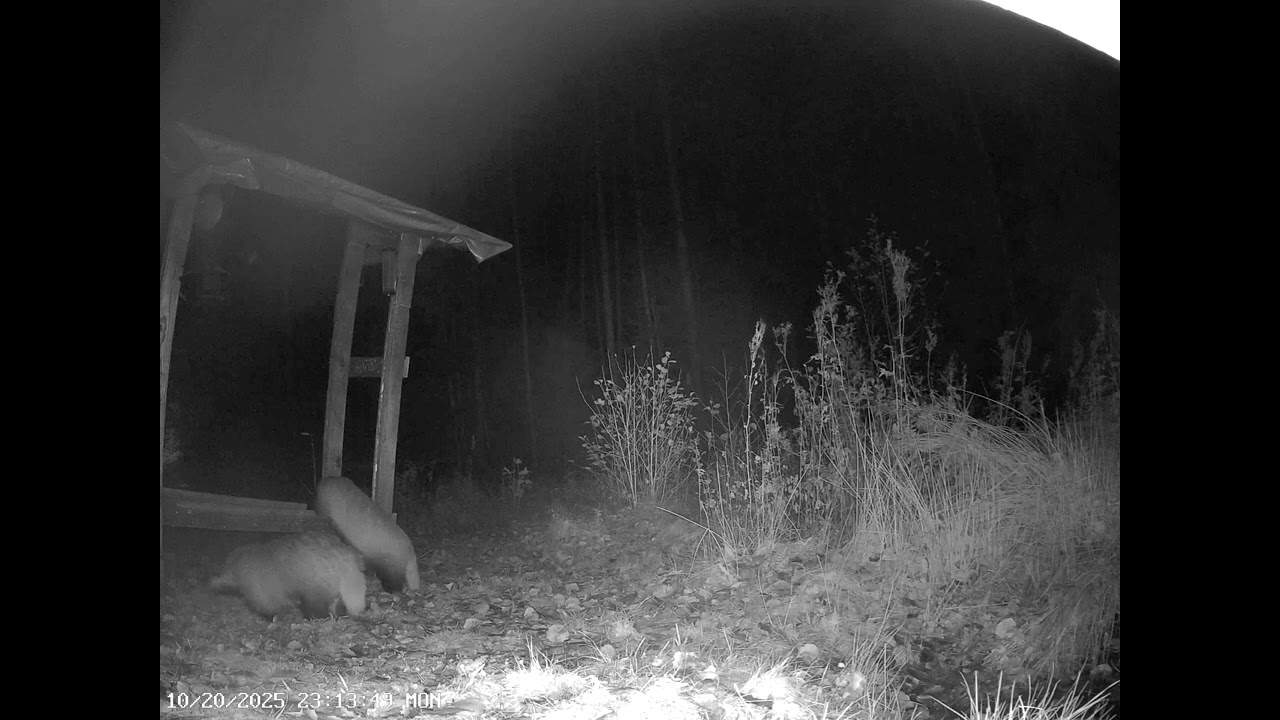 Badgers