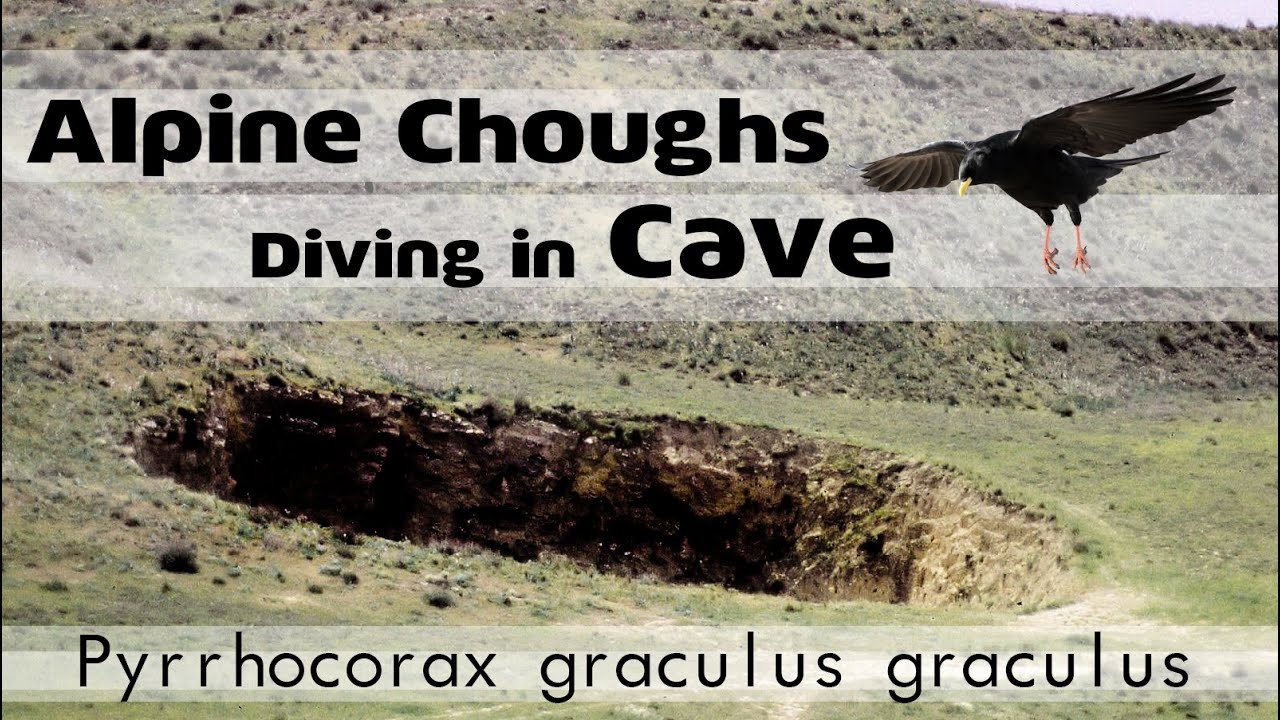 Apline Choughs Diving in Cave (Pyrrhocorax graculus graculus) | Voliotis Cave - Koziakas Greece 2020