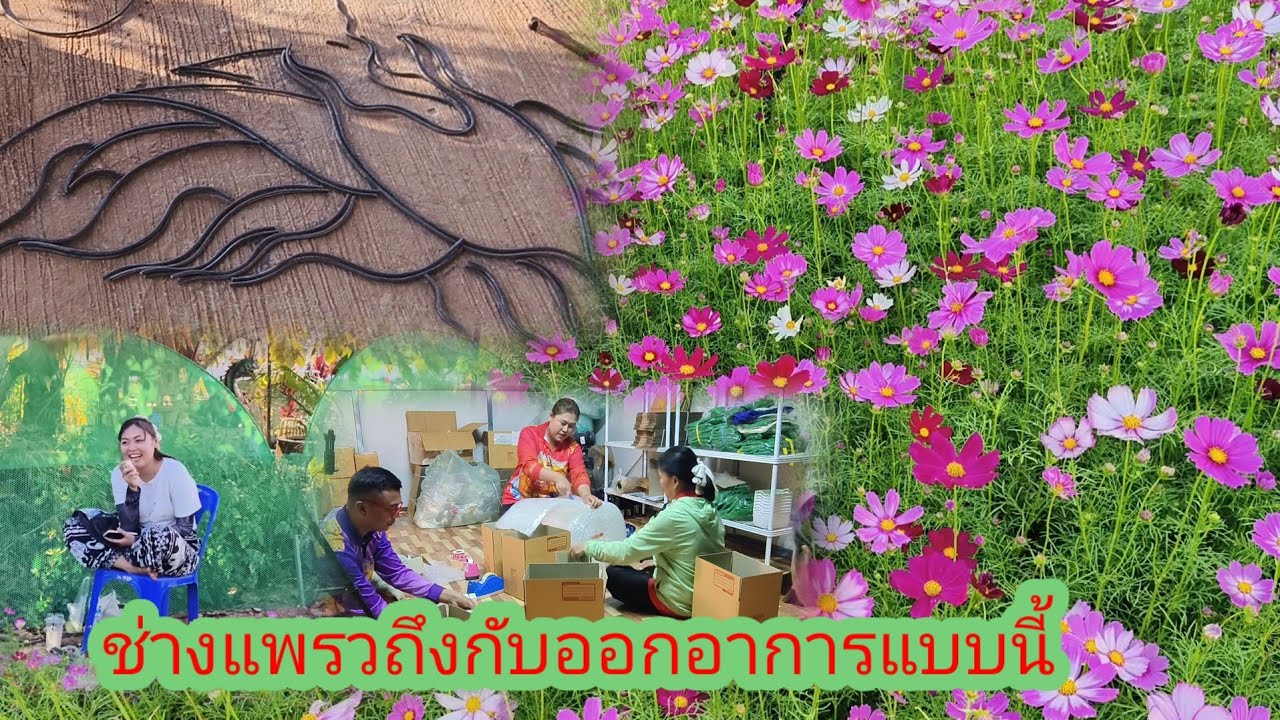 เกิดอะไรขึ้นกับน้องแพรว ถึงออกอาการแบบนี้ ขอบคุณที่เอาลุงป้าปลาร้านัวไปประจำครัวเอฟซี