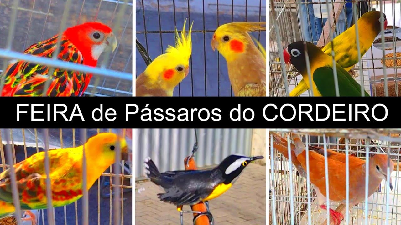 Feira de Pássaros e Gaiolas do Cordeiro 2 