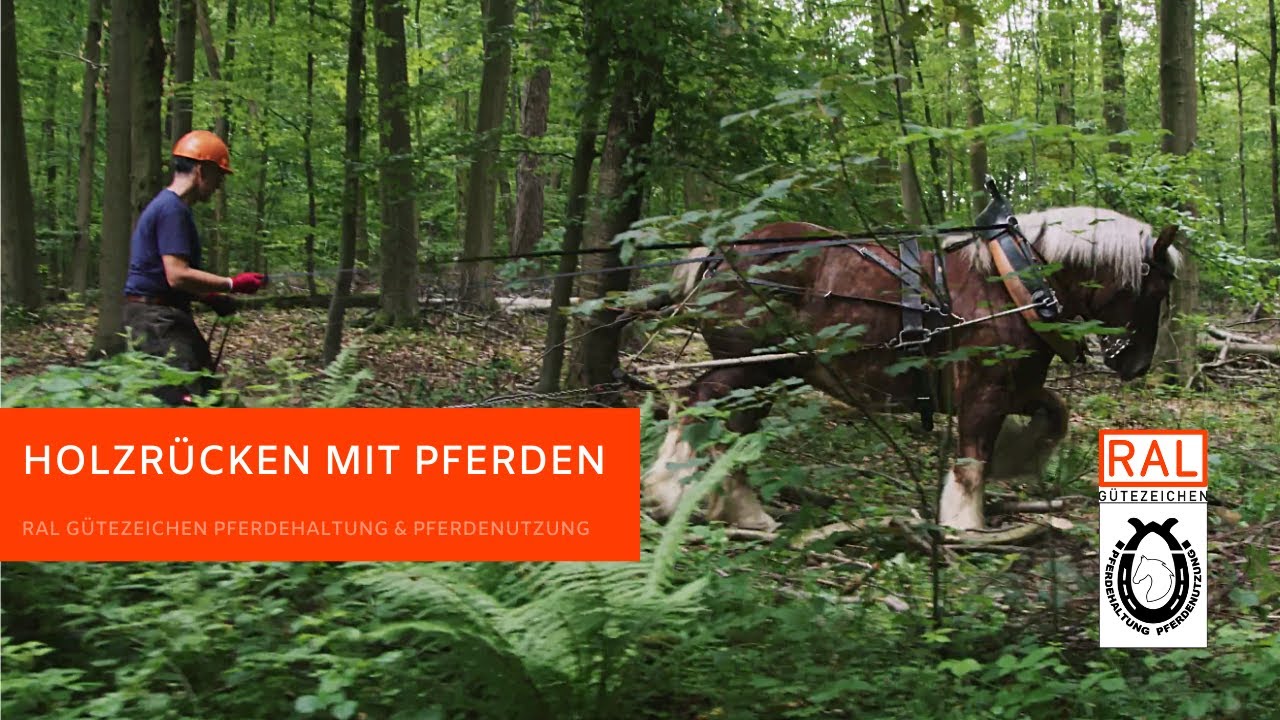 Holzrücken mit Pferden - RAL Gütezeichen Pferdehaltung & Pferdenutzung