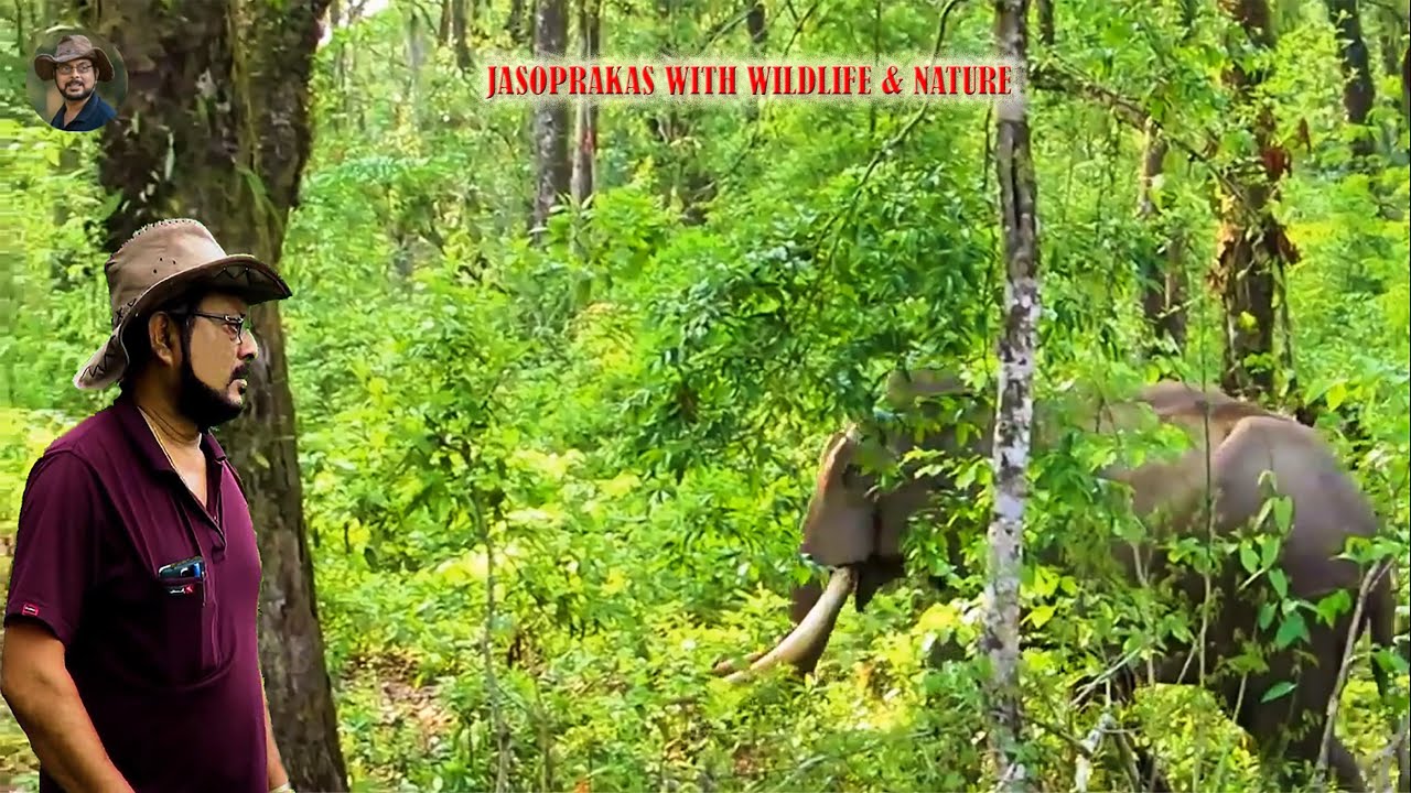 Jasoprakas With Wildlife & Nature.