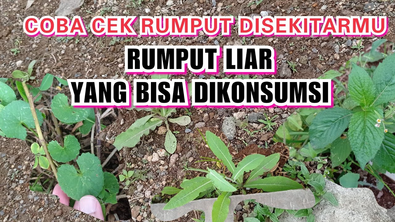 RUMPUT LIAR YANG BISA DIMAKAN. SAYUR GRATIS DARI ALAM