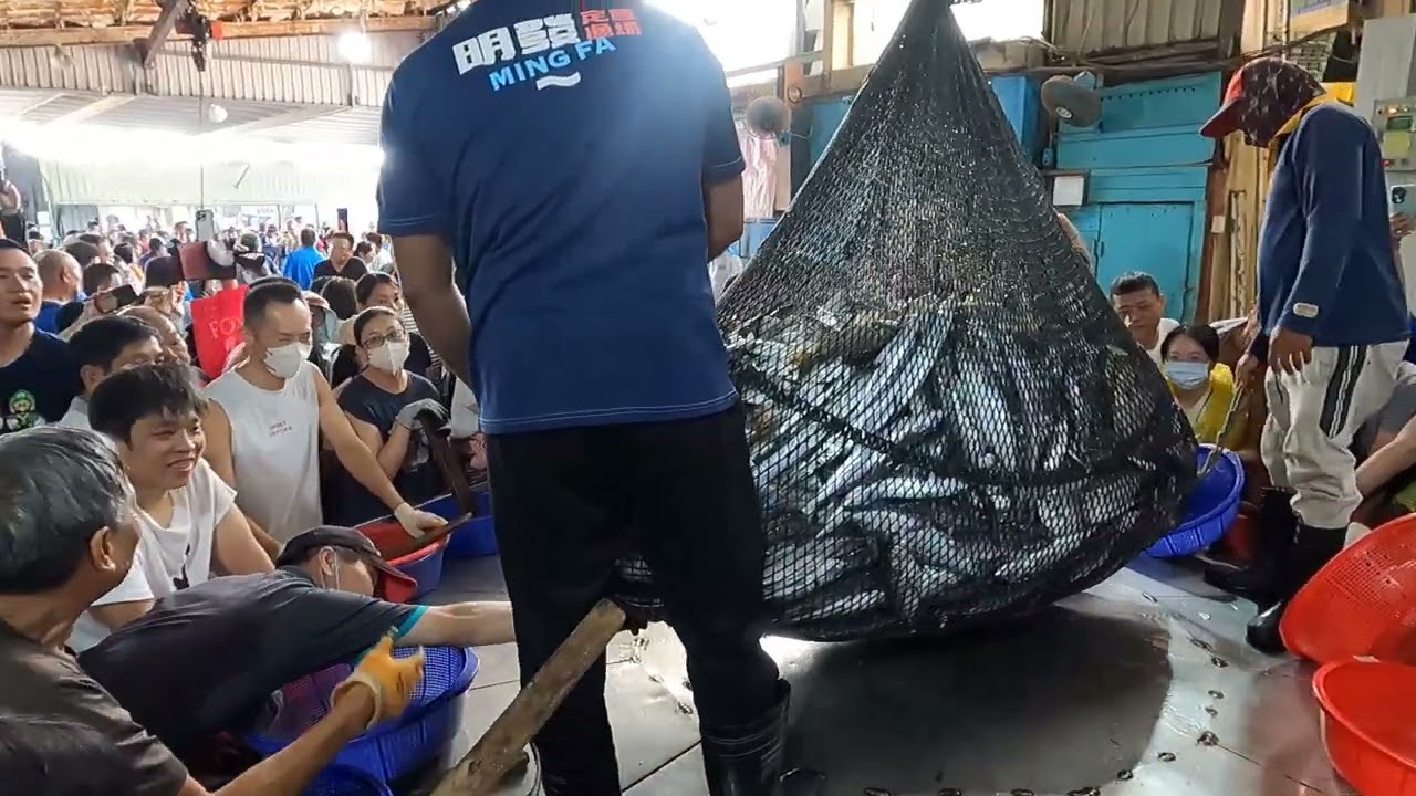 這震撼感太狂!直擊太平洋「生猛魚海」倒滿地,看高手如何獵捕第一手現流好貨! 明發定置漁場 fish 0