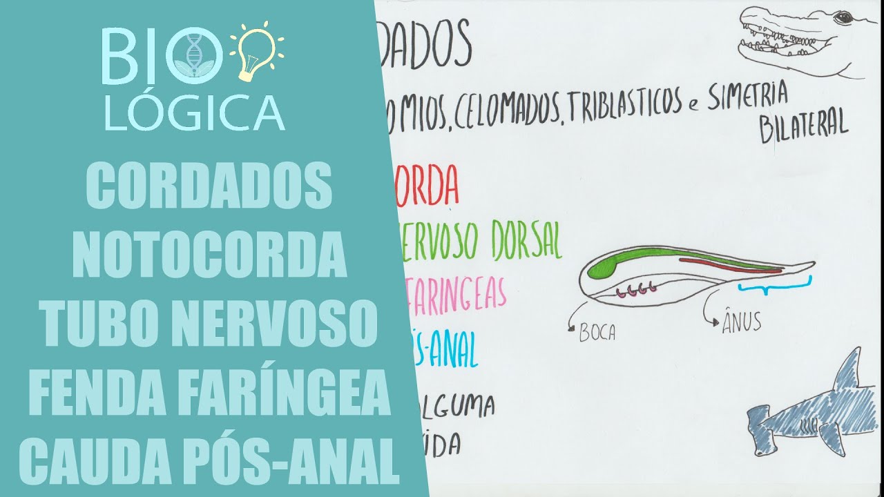 BIO L&Oacute;GICA! CORDADOS  - NOTOCORDA, TUBO NERVOSO, FENDAS FAR&Iacute;NGEAS E CAUDA P&Oacute;S-ANAL