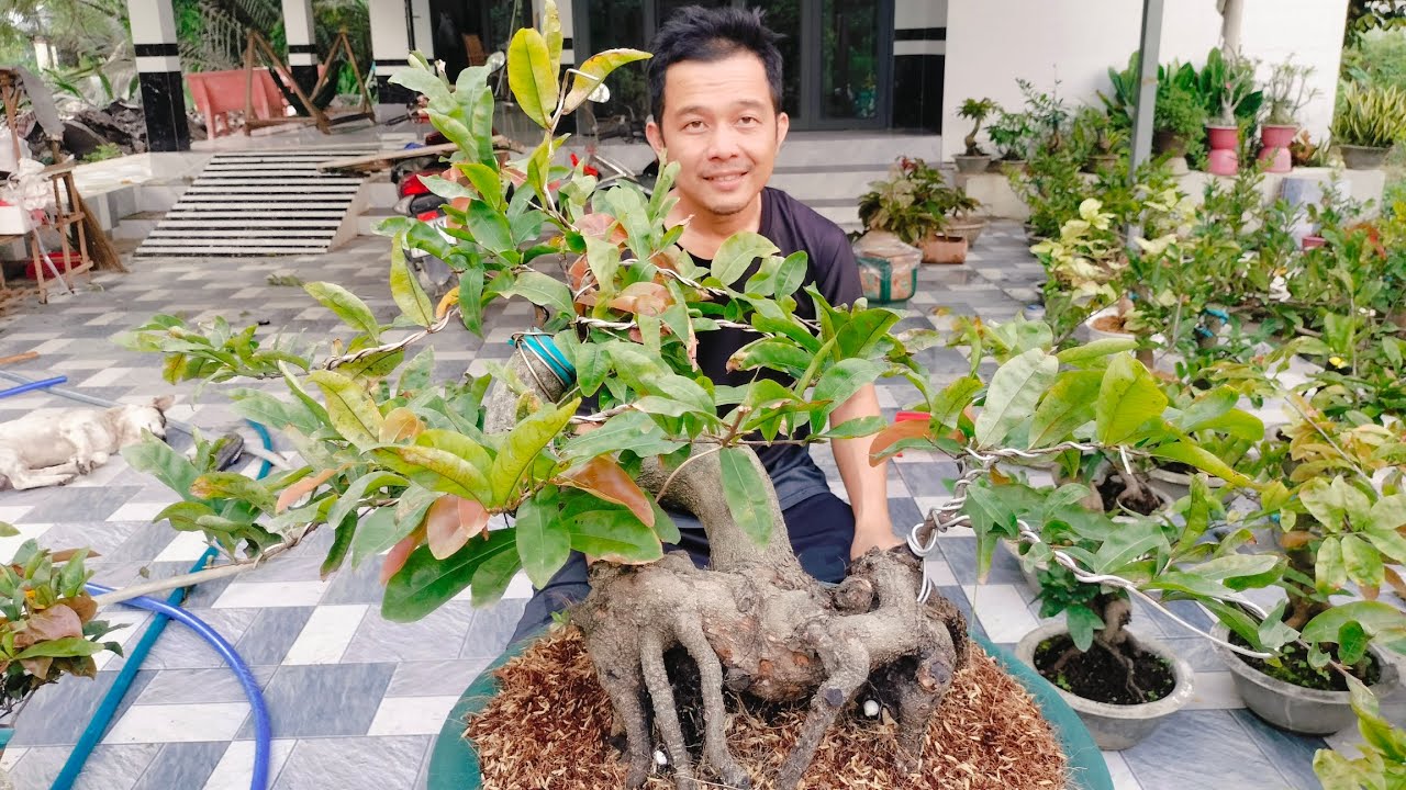 16/3/2026 SB ngọc phát đọt đỏ trường thịnh dáng long đế Quái xác lớn ☎0939099607 Thúy Hằng