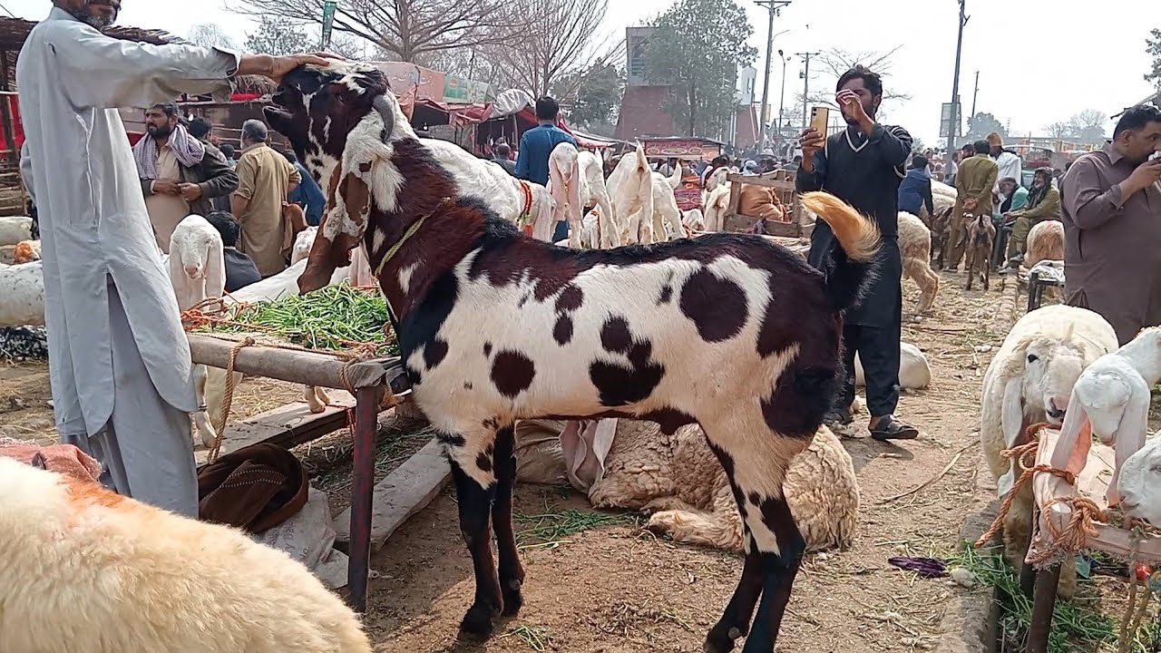 Kitne ke liye kurbani ke bakre Lahore Mandi beetal bakre kajle chhatre aur mundre chhatre kurbani 