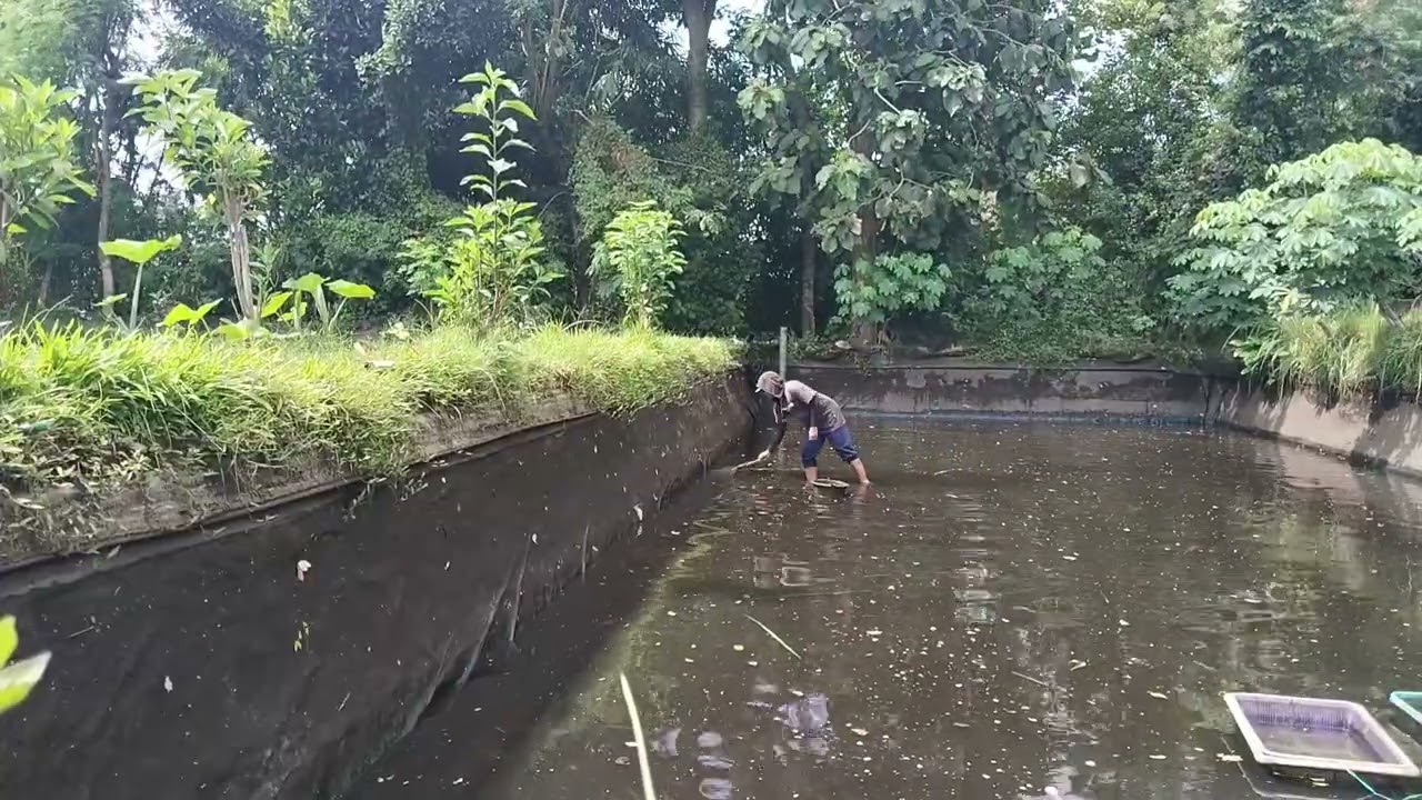 Panen koki tanpa jaring
