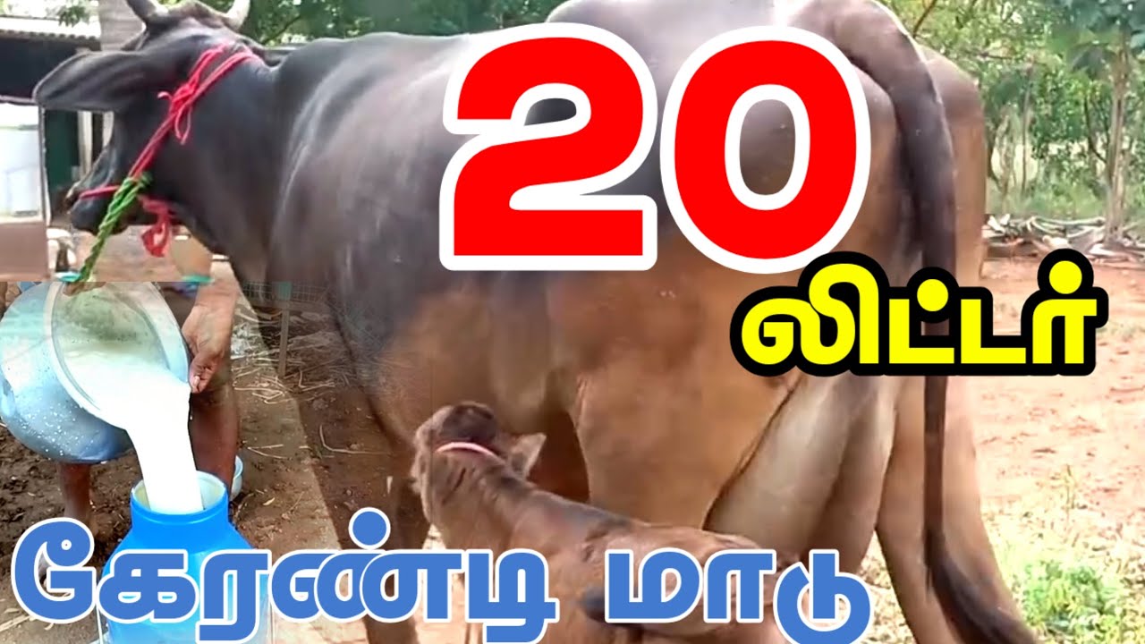 20லிட்டர் கறவை திறன் கொண்ட கிடாரி கன்று மாடு விற்பனைக்கு வந்துள்ளது 6 பல் இரண்டாம் ஈத்து மாடு #cow