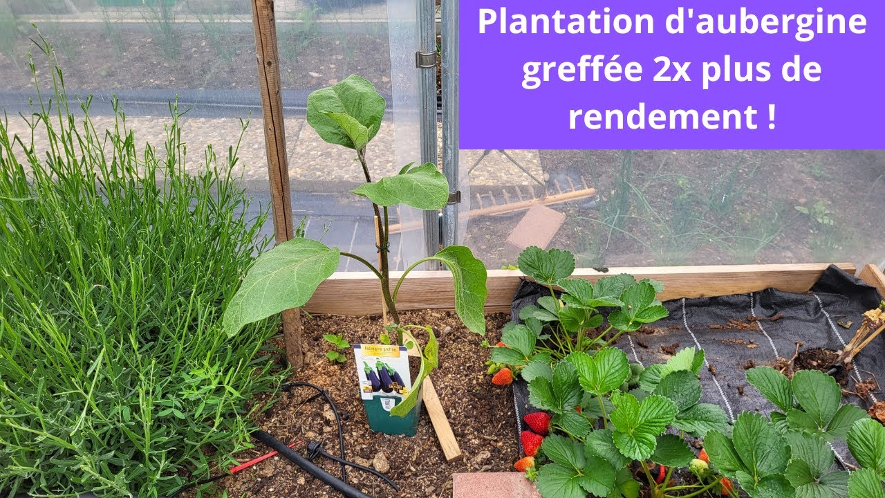 Plantation d'aubergine greffée 2x plus de rendement