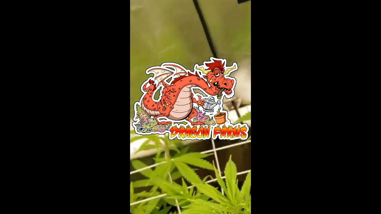 How To Flip Into Flower; Orange Cannoli (Tropicana Cookies x Don Mega) bred by Solfire Gardens