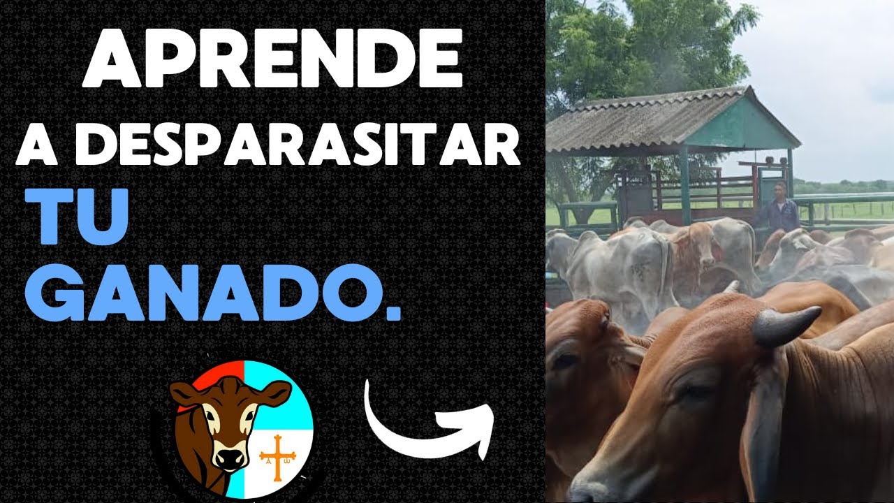 APRENDE A DESPARASITAR TU GANADO