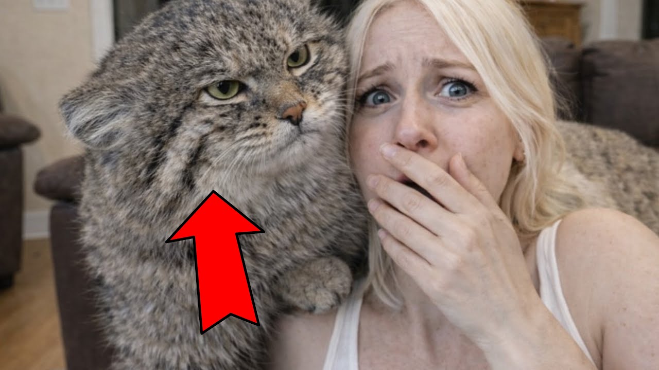 My cat Manul is all grown up now – I can t believe this happened! 😱