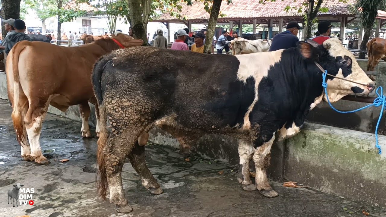 Harga Bakalan Super Pasar Sapi Ambarketawang Jogja Di Awal Bulan Puasa !!