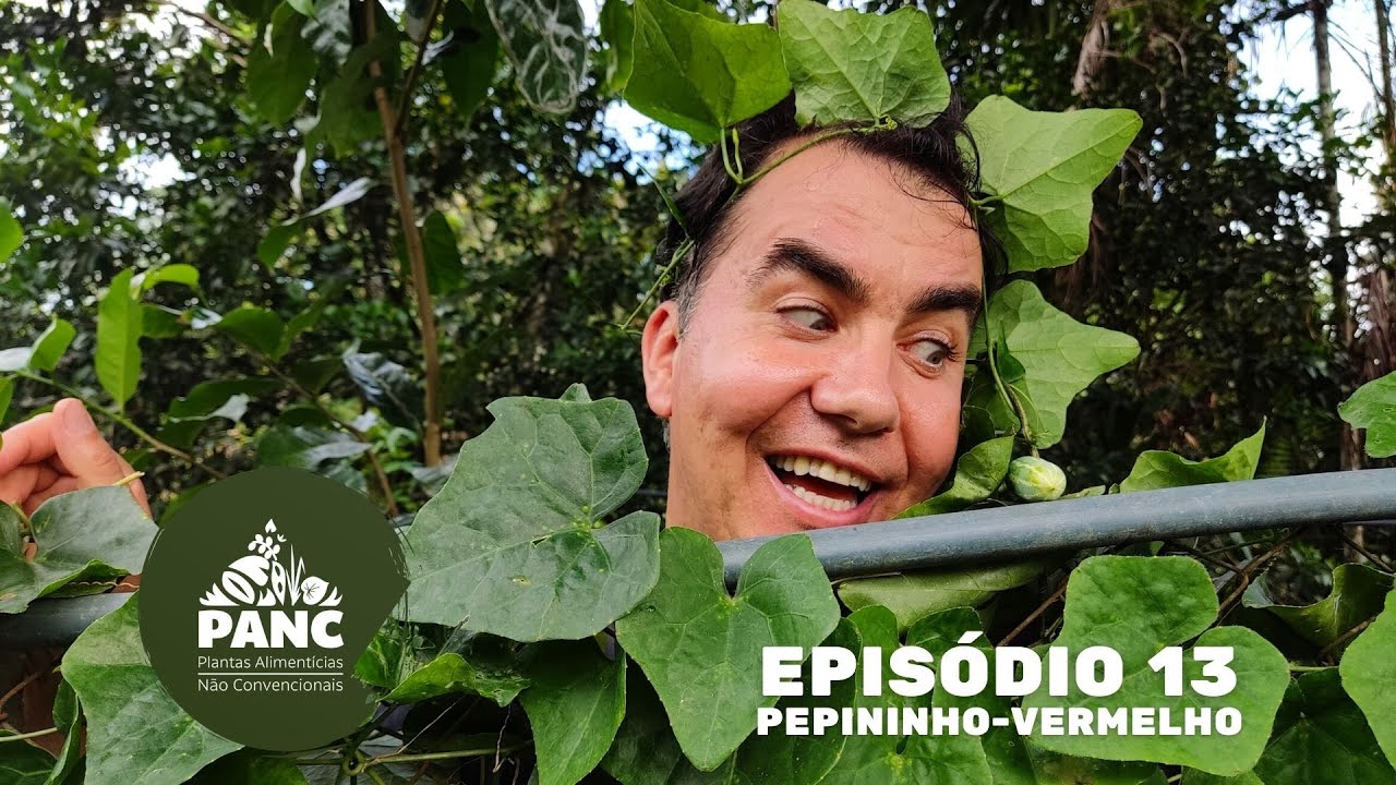EPISÓDIO 13 - PEPININHO-VERMELHO | #pancnaveia #valdelykinupp
