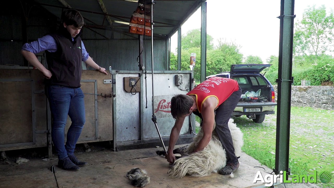 How to shear sheep