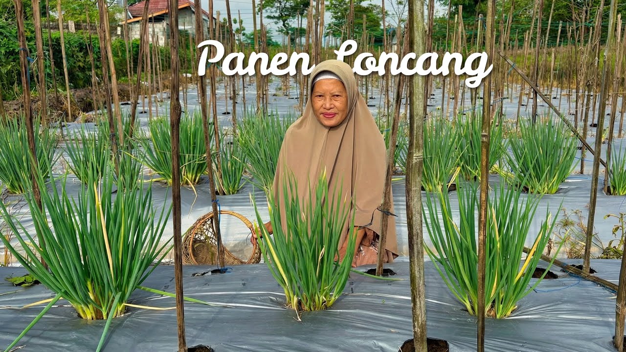 Memetik Loncang di Kebun | Masak Sop, Tempe Garit, Sambal Teri, dan Timus | Kampung Halaman