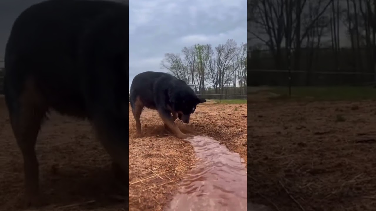 dog work in field #