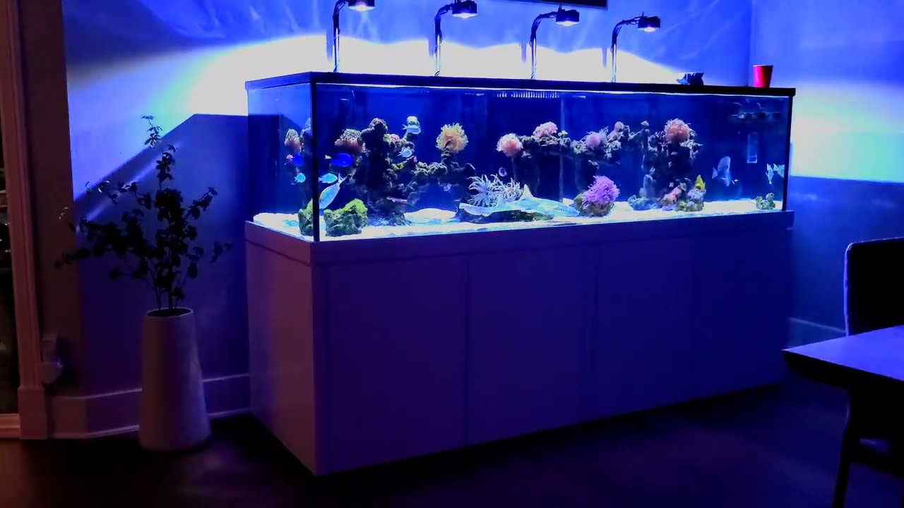 Feeding a Grey Bamboo Shark in a Saltwater Aquarium( 1 year update)