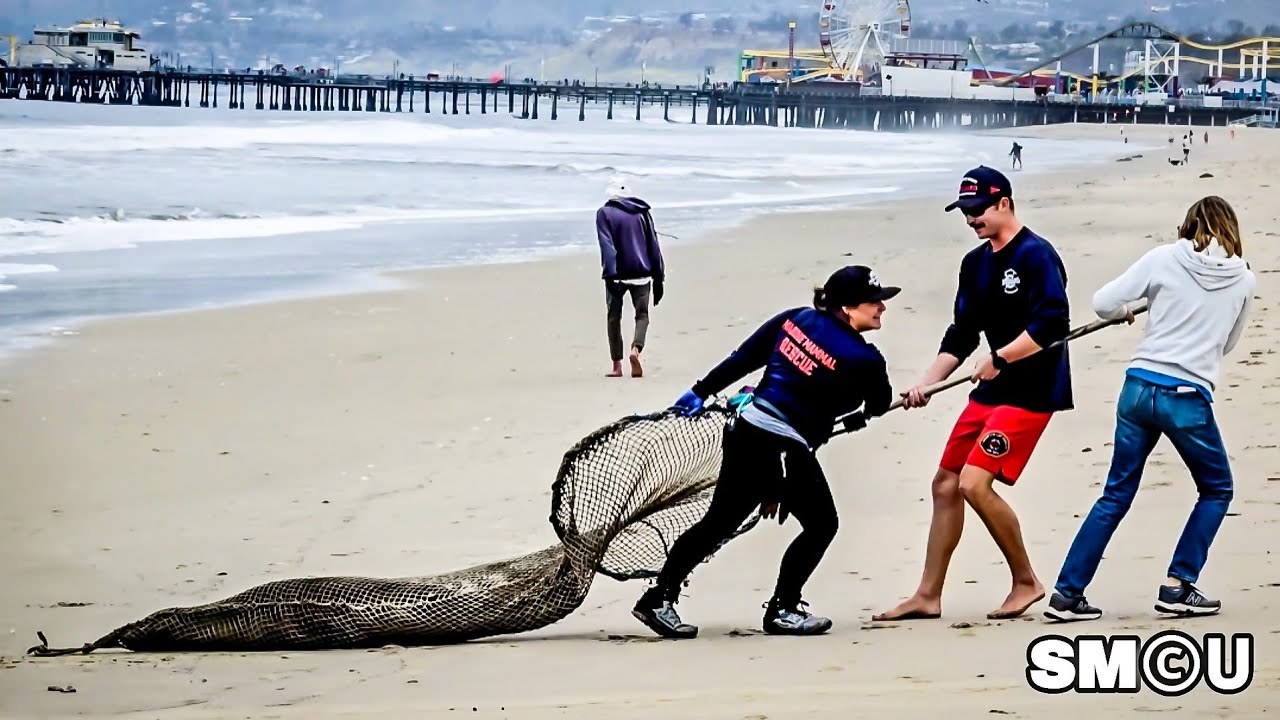 𝗦𝗜𝗖𝗞 𝗦𝗘𝗔 𝗟𝗜𝗢𝗡 𝗥𝗘𝗦𝗖𝗨𝗘𝗗: Marine Mammal Care Center Responds to Santa Monica Beach Stranding