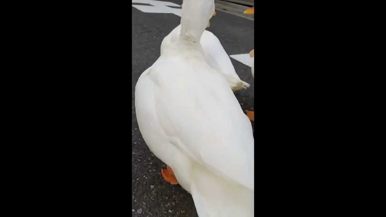 【コールダック】イッタレ〜🐥