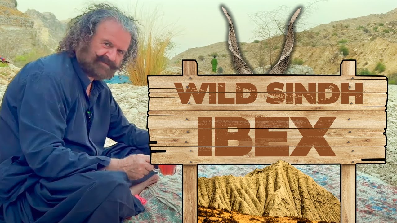 WILD SINDH IBEX | KHEERTHAR MOUNTAIN  RANGE SINDH | AYUB KHOSA
