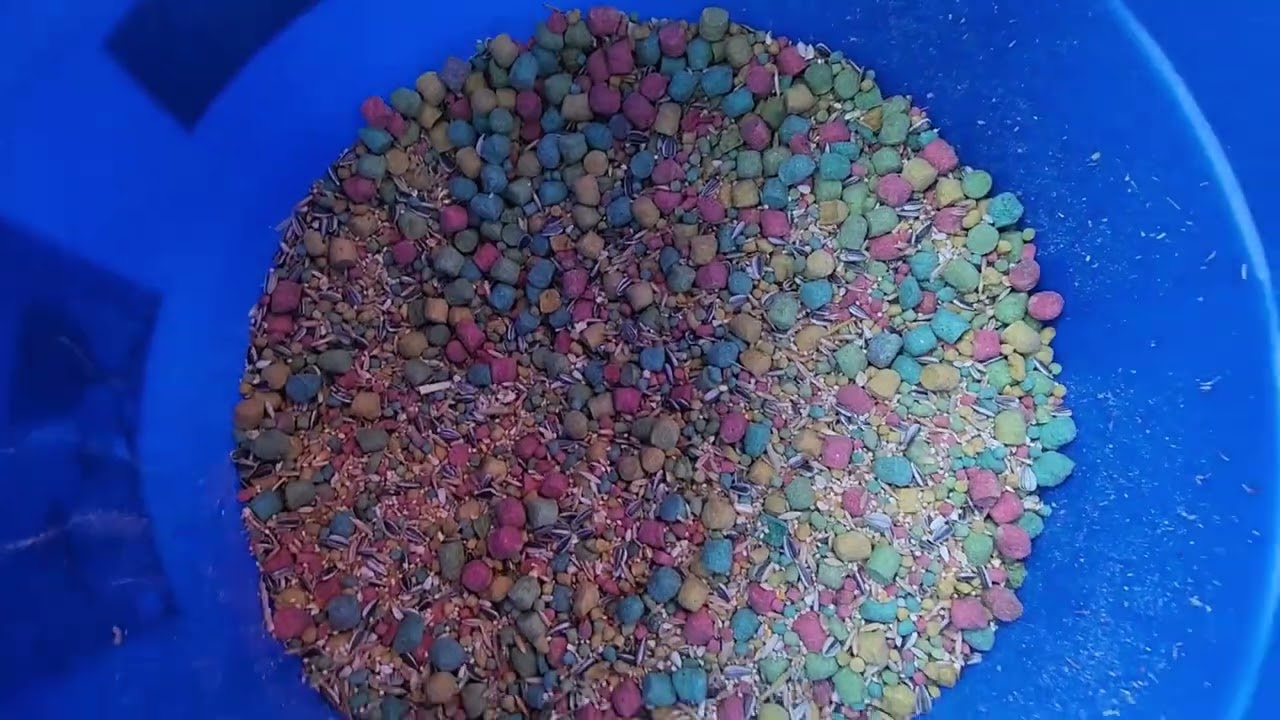 Close call #pov #parrot #4k #birds #pets #aviculture #upgrade #build #new  #breedingpair #fruit #fyp