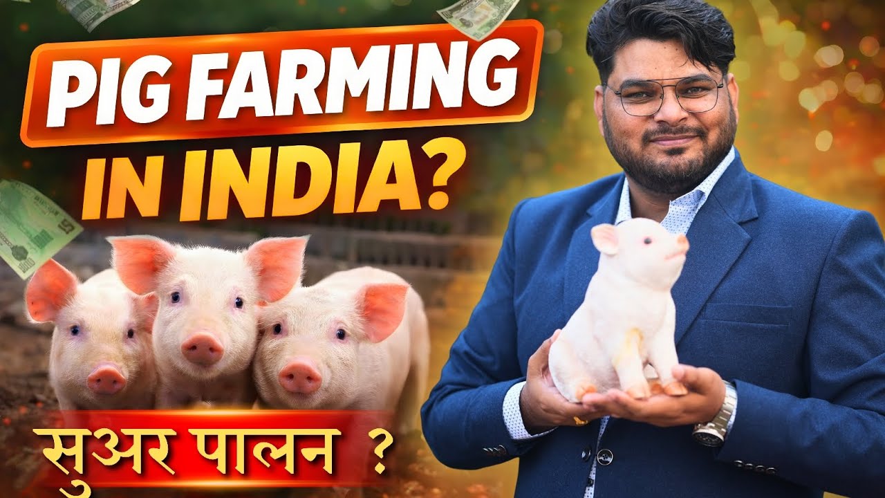 Pig Farming in India | Kaise Kare, Kitna Profit Hota Hai? 