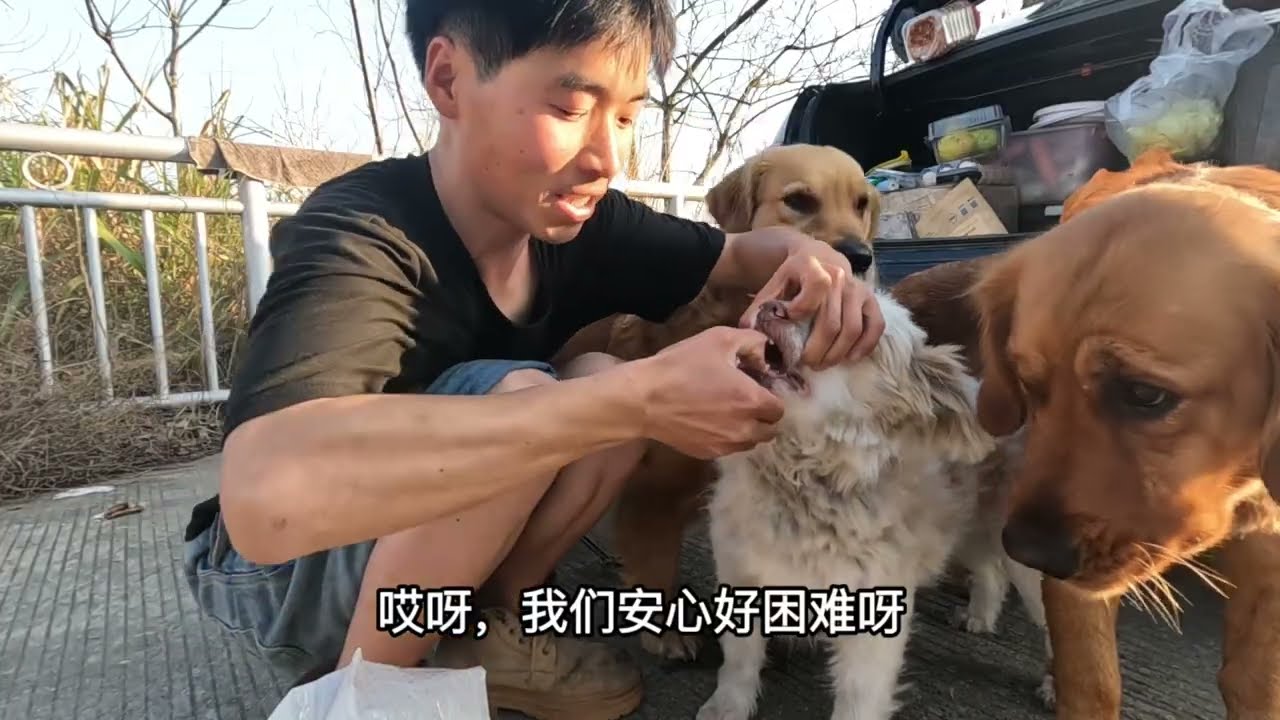 狗狗做驱虫，自己丽晶大酒店洗澡！买鸡和排骨一人三狗狗过大年