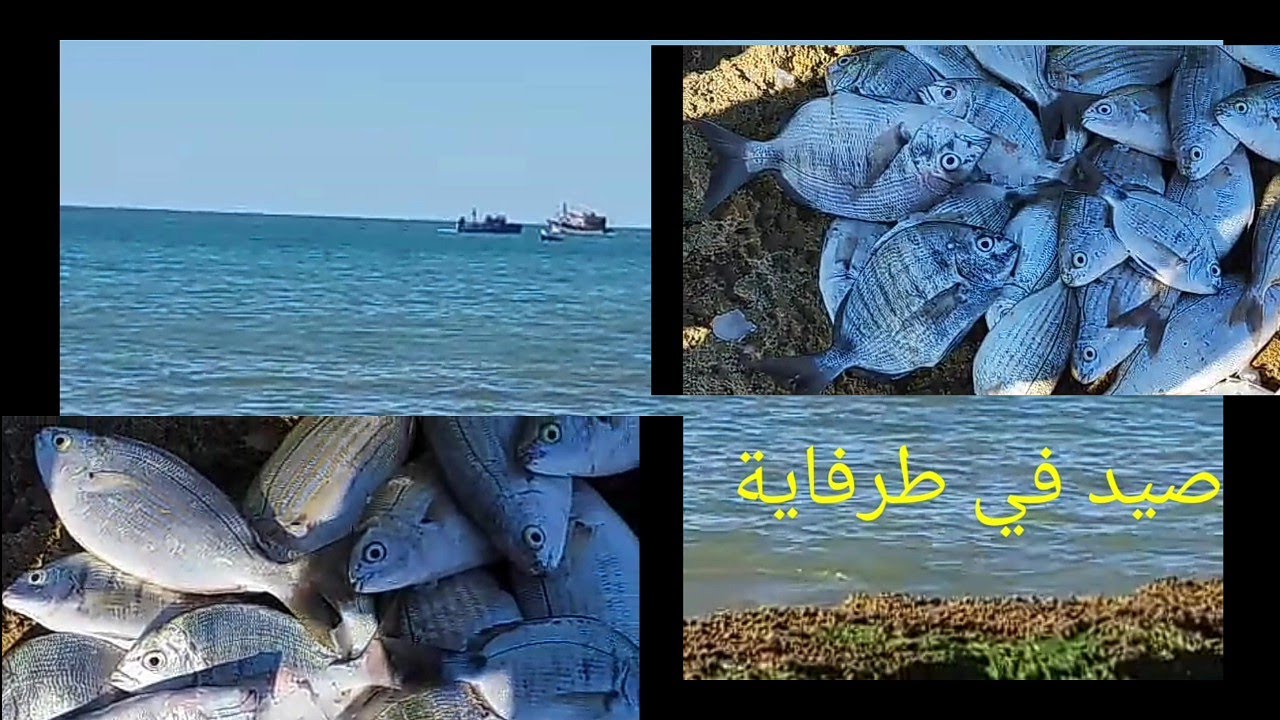 صيد سمك شرغو في طرفاية تعرف على مصايد طرفاية