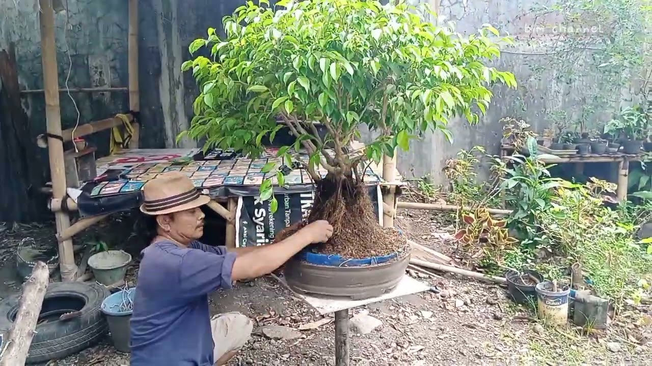 PROGRAM AKAR GANTUNG || bahan bonsai beringin benjamina (FICUS BENJAMINA)
