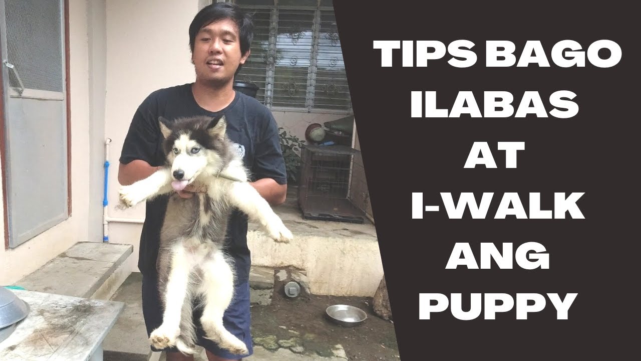 Vlog 105: KAILAN SAFE NA ILABAS ANG PUPPY NATIN?