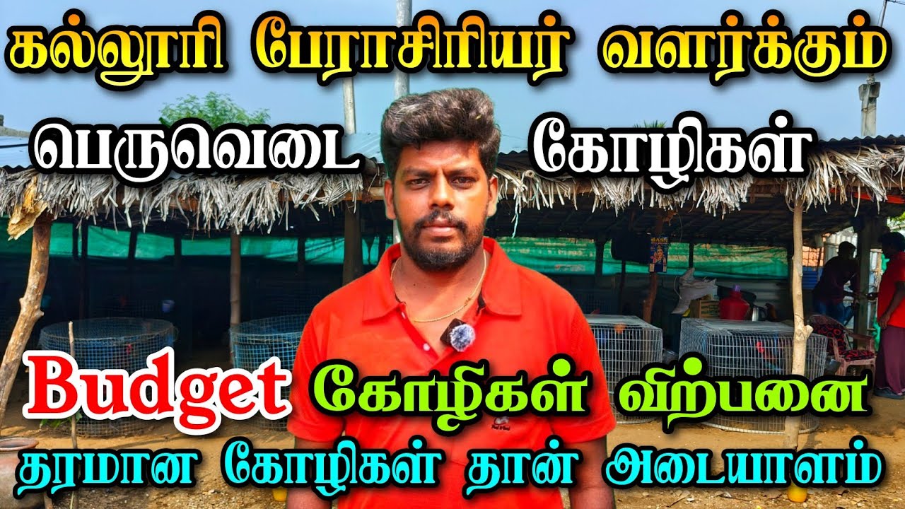 15 சென்ட் இடத்தில் 40 கோழிகள் | மெக்கானிக்கல் இஞ்சினீயர் வளர்க்கும் கோழிகள் | 3000₹ ஆரம்பவிலை