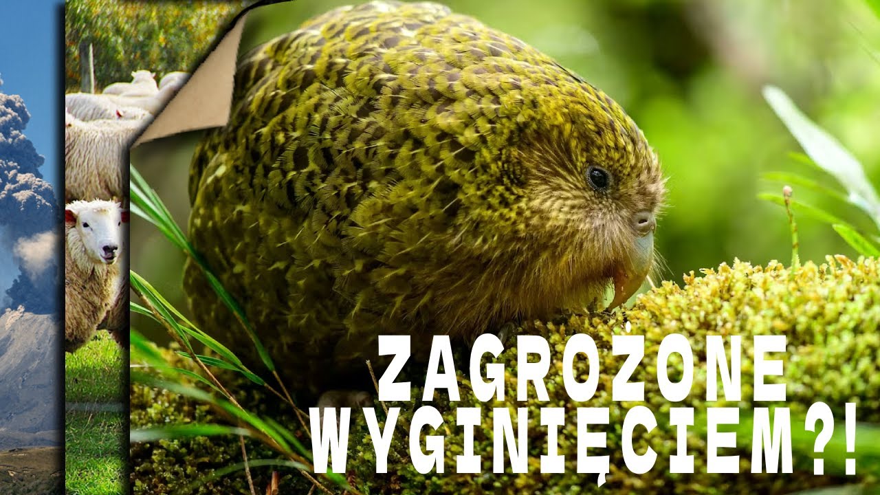 Tego nie wiedziałeś o Nowej Zelandii | Fakty i ciekawostki