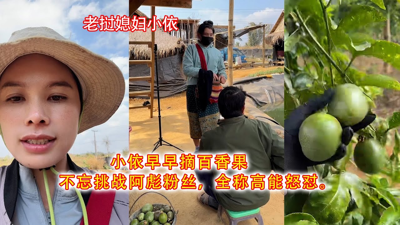 小依早早摘百香果，不忘挑战阿彪粉丝，全称高能怒怼。