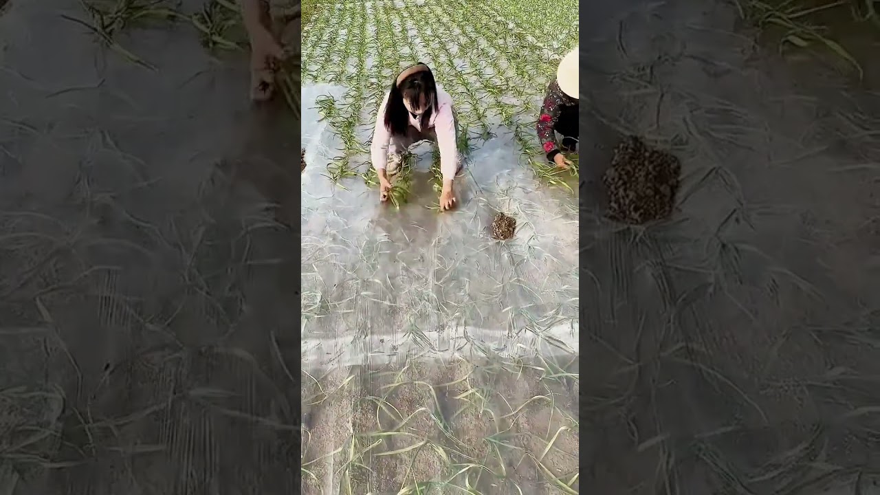 unique techniques for caring for plants in plastic-covered fields 