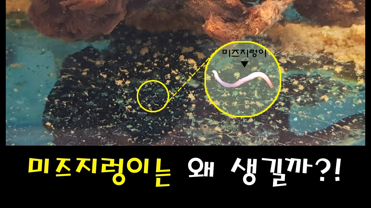 [#거북이씨​] 미즈지렁이 (물지렁이)는 왜 생기는 걸까?!
