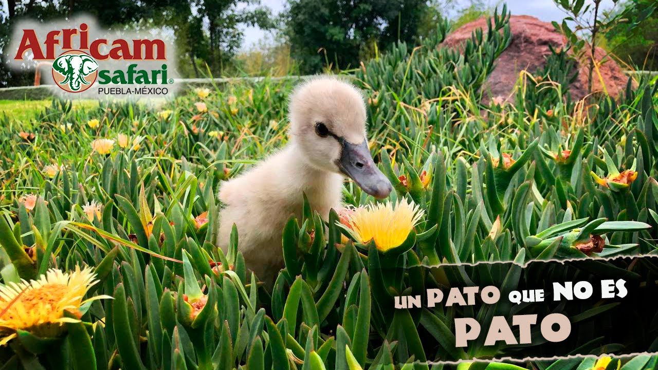 ¡Cisne Negro bebé! Con Gregory Camacho en Africam Safari