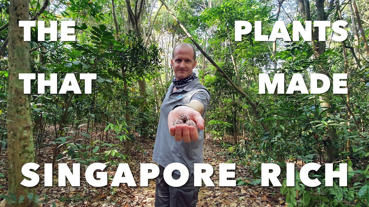 Singapore’s colonial-era crops: Money makers from Mother Nature (讓新加坡致富的樹與植物)